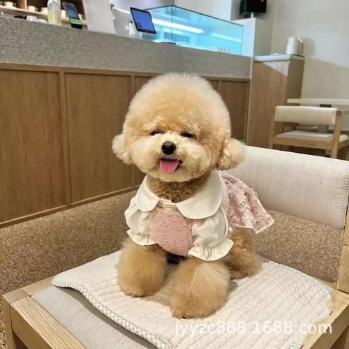 宠物泰迪犬价格,宠物泰迪可以吃南瓜吗
