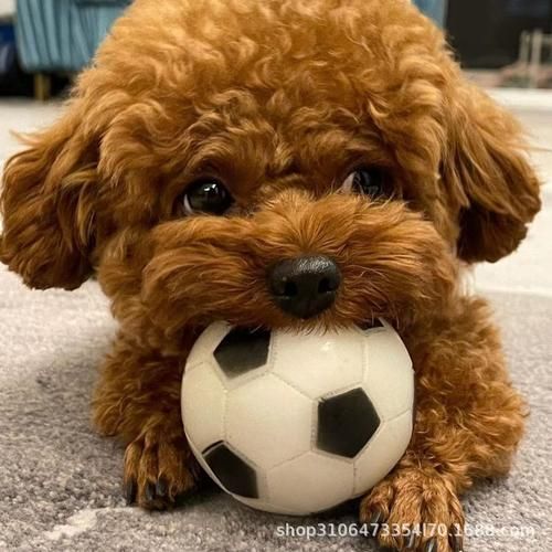 宠物泰迪犬价格,宠物泰迪可以吃南瓜吗