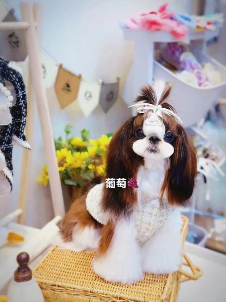 宠物美容师培训学校,西施犬多少钱一只幼崽