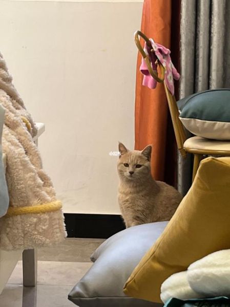 家里进猫是好事还是坏事,家里进猫不走了是吉还是凶