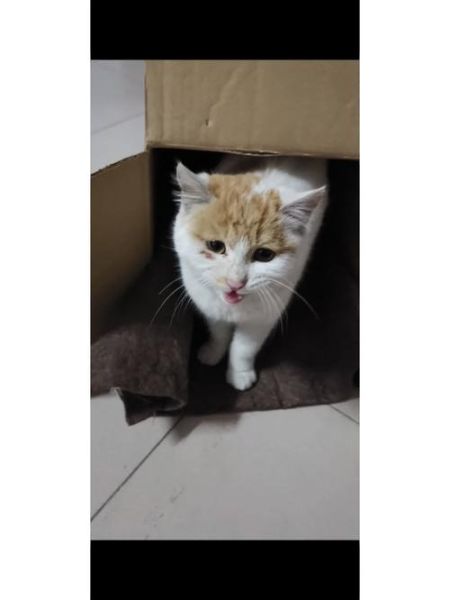 家里进猫是好事还是坏事,家里进猫不走了是吉还是凶