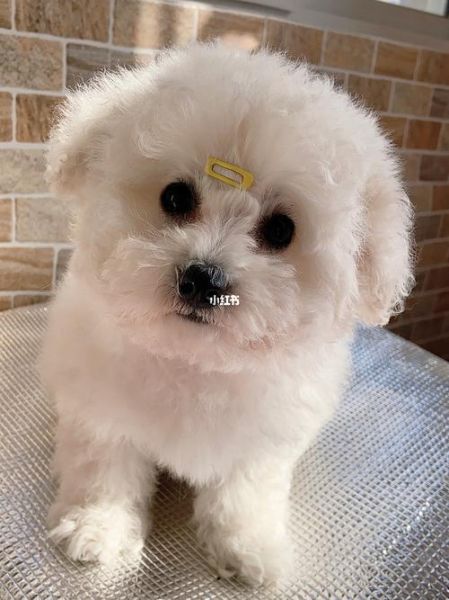 小狗能吃羊肉吗两个月的小比熊,小狗能吃羊肉吗会死吗