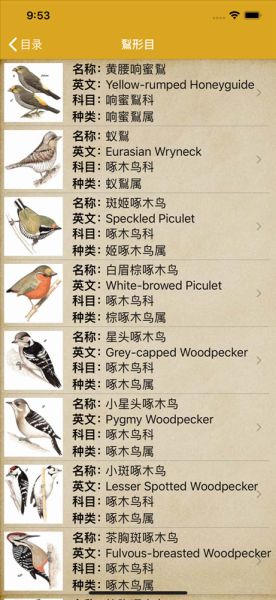 小鸟的名字怎么取洋气,小鸟的名字大全可爱
