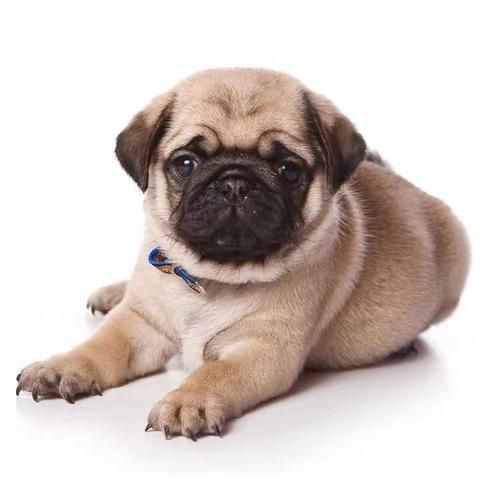 巴哥犬多少钱一只比较合适,巴哥犬多少钱一只纯种