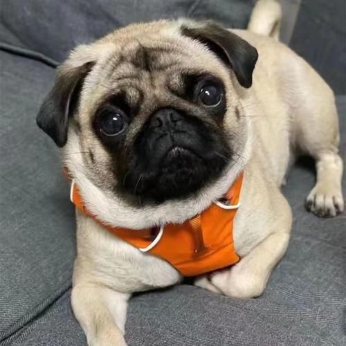 巴哥犬多少钱一只比较合适,巴哥犬多少钱一只纯种