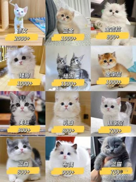 布偶猫多少钱一只幼崽,一只布偶猫多少钱一只