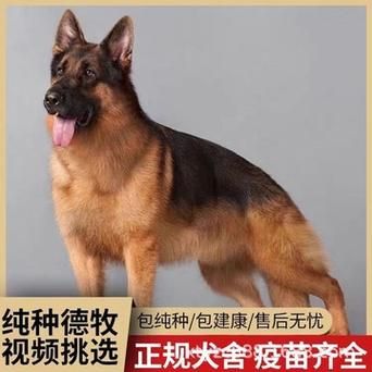 德牧公狗起名,狗起名字叫什么比较好听