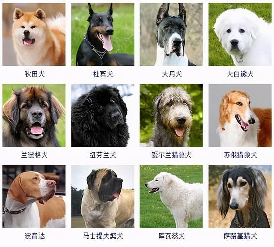 德牧公狗起名,狗起名字叫什么比较好听