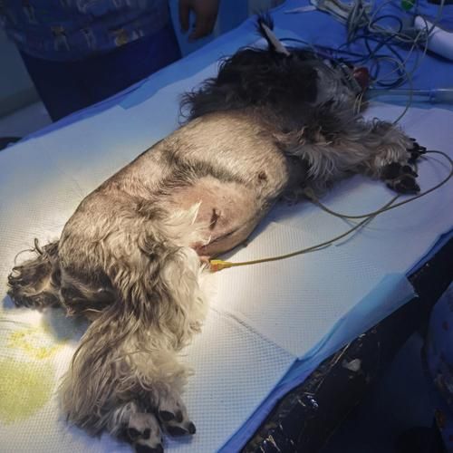 怎么让狗狗进入自己的房间拉屎,狗狗卡子宫的解决方法