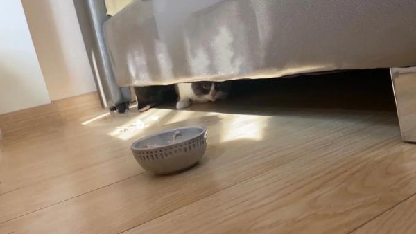 打了猫咪一次以后看见我就躲或者缩成一团,海葵缩成一团