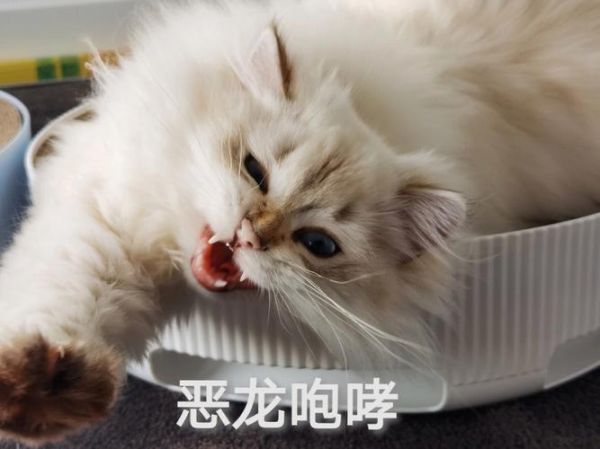 打了猫咪一次以后看见我就躲或者缩成一团,海葵缩成一团