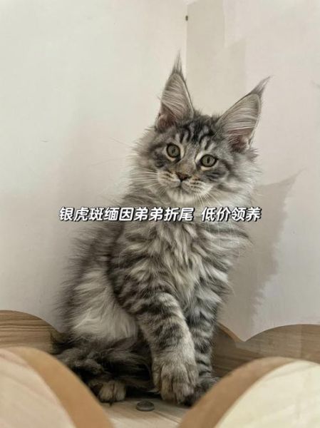 折尾猫图片,折尾猫属于什么档次
