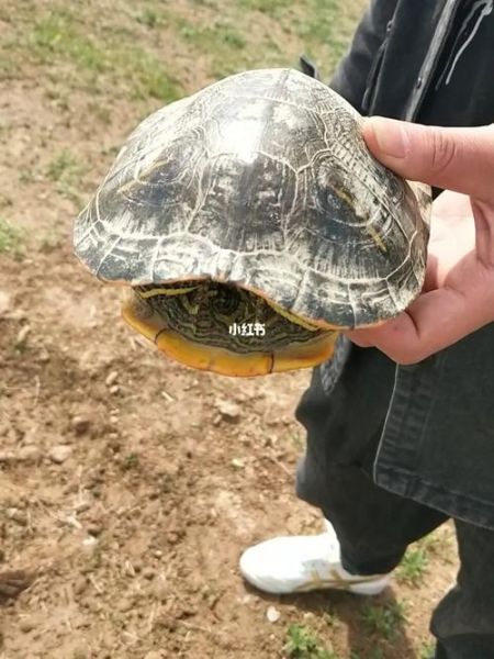 捡到乌龟十大忌讳,捡到乌龟是带回家好还是放生好