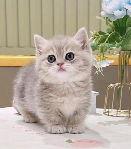 曼基康矮脚猫价格是多少,曼基康矮脚猫价格差别大
