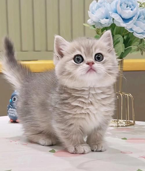 曼基康矮脚猫价格是多少,曼基康矮脚猫价格差别大