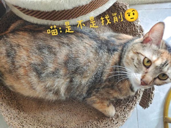 有本书叫什么的猫,有个定律叫什么的猫