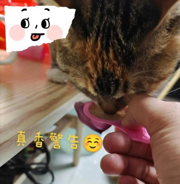 有本书叫什么的猫,有个定律叫什么的猫