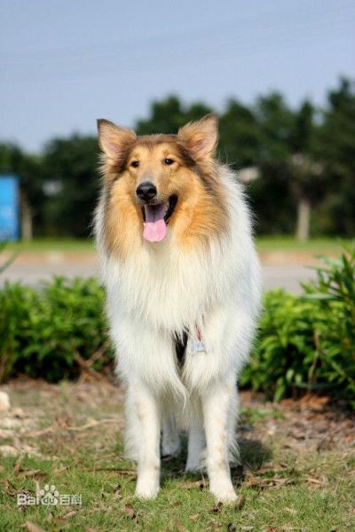 柯利牧羊犬的毛质不属于,柯利牧羊犬禁用药