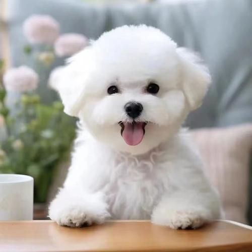 比熊犬好养吗吃什么,比熊犬好养吗 听话吗