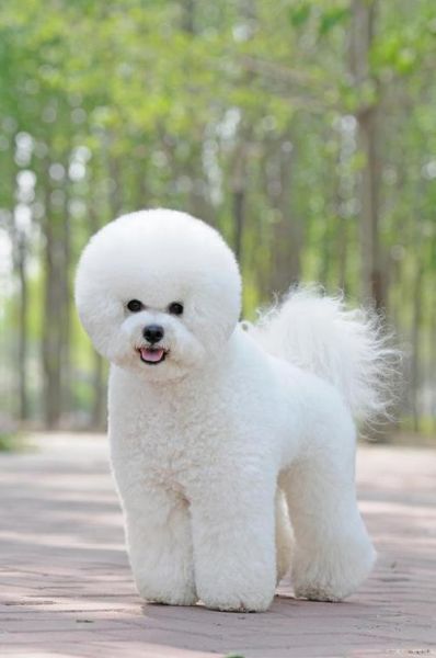比熊犬好养吗吃什么,比熊犬好养吗 听话吗
