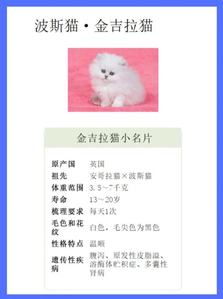 波斯猫价格表,波斯猫价格及图片大全