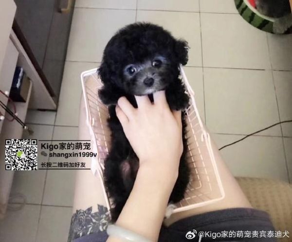 泰迪照片真实,泰迪照片正常