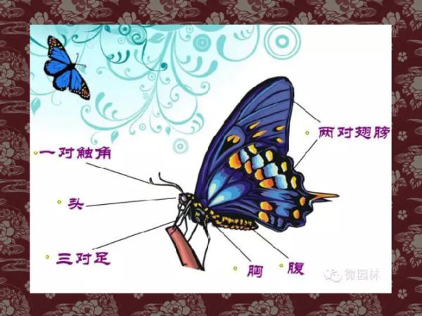 煽动翅膀的蝴蝶,煽动翅膀和扇动翅膀的区别