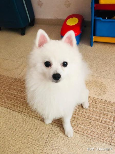 狐狸犬图片 白色,博美狐狸犬图片