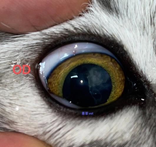 猫白内障怎么治疗,猫白细胞低是什么问题