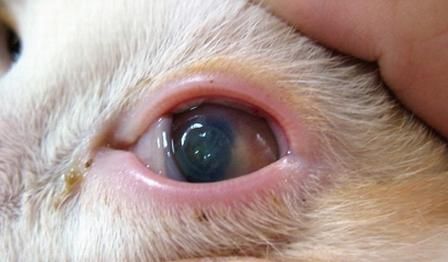 猫白内障怎么治疗,猫白细胞低是什么问题