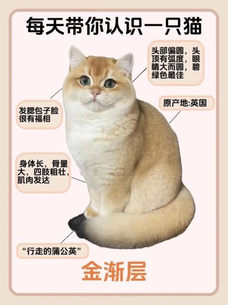 猫跟着你走是福气,养什么颜色的猫运气好