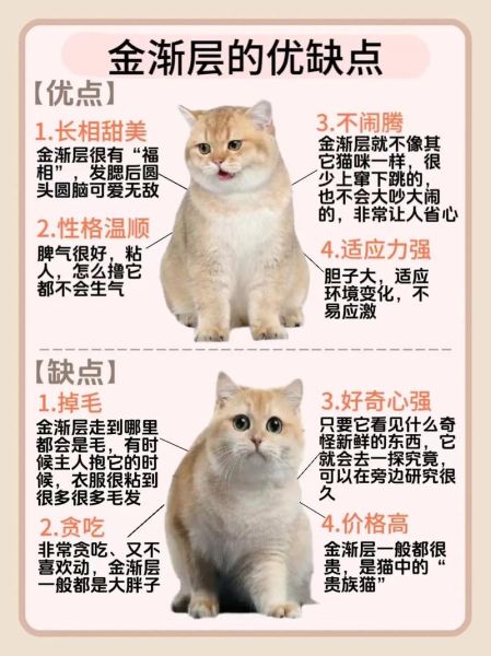 猫跟着你走是福气,养什么颜色的猫运气好