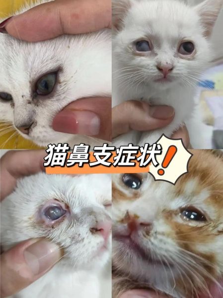 猫鼻支传染人吗症状,猫鼻支传染吗怎么治疗