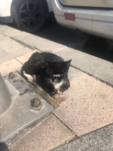 电动车撞到猫有什么预兆,晚上撞到猫有什么预兆