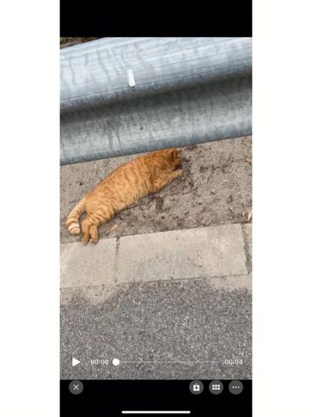 电动车撞到猫有什么预兆,晚上撞到猫有什么预兆