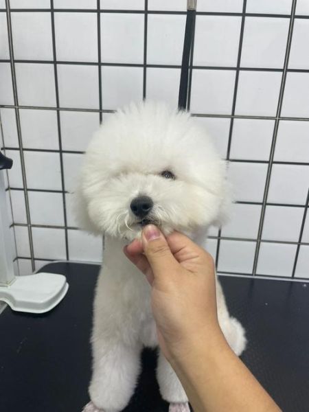 白色比熊和咖色泰迪配出来什么样,白色比熊起上档次名字