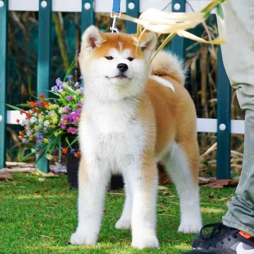 秋田犬价格一览表,秋田犬价格大概多少钱一只