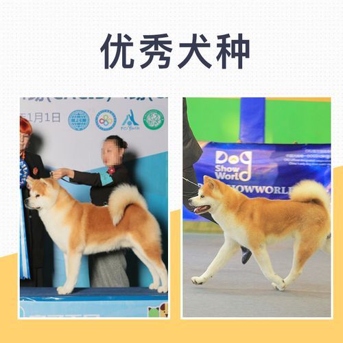 秋田犬价格一览表,秋田犬价格大概多少钱一只