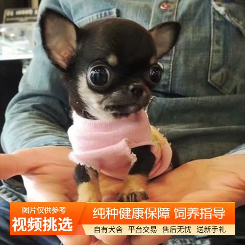 芝娃娃价格,芝娃娃狗的价格