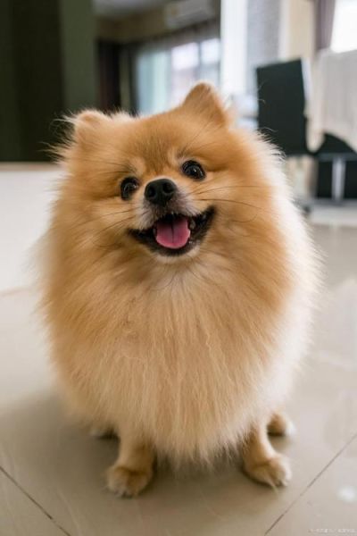英系博美造型,英系博美犬和美系博美犬
