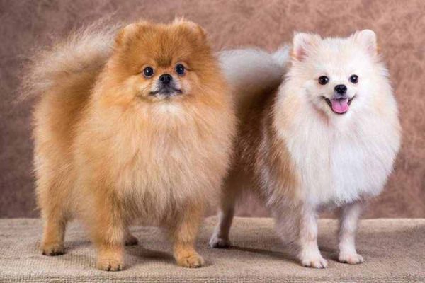 英系博美造型,英系博美犬和美系博美犬