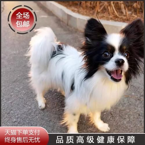 蝴蝶犬价格大概多少钱一只,蝴蝶犬价格多少钱一只