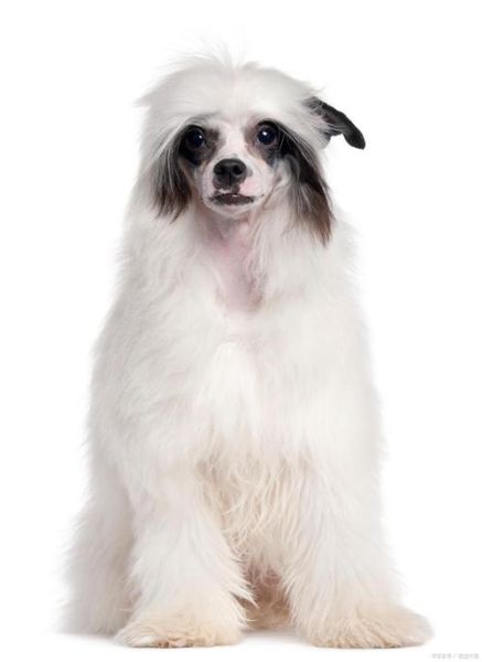 蝴蝶犬是什么品种的狗,蝴蝶犬价格多少