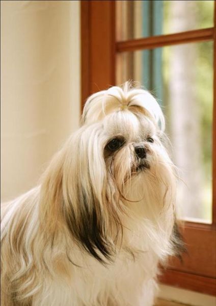 西施犬价格价钱,西施犬价格多少钱一只白色狗