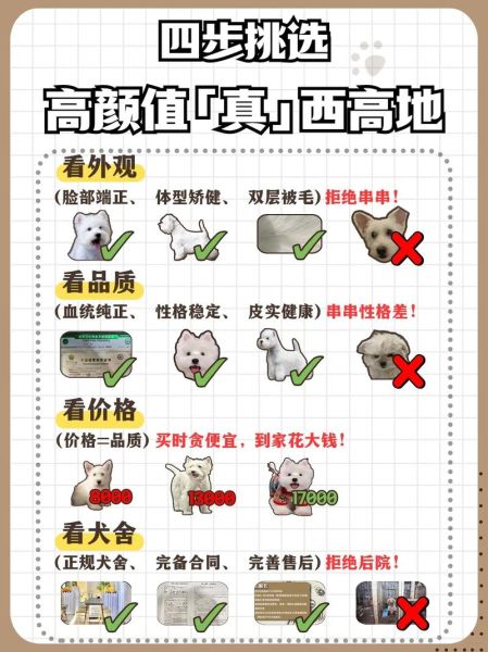 西高地犬价格判断方法,西高地犬价格纯种