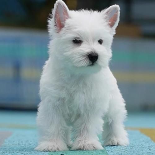 西高地犬价格判断方法,西高地犬价格纯种