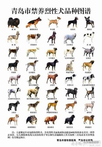 警犬名字大全霸气母犬,警犬名字大全霸气男