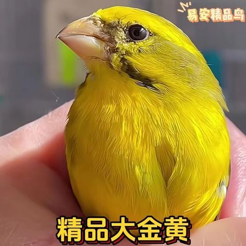 认主是什么意思,认主的鸟有哪些