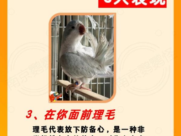 认主是什么意思,认主的鸟有哪些