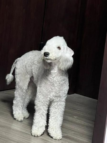 贝灵顿梗犬图片多少钱一只,贝灵顿梗凶猛吗